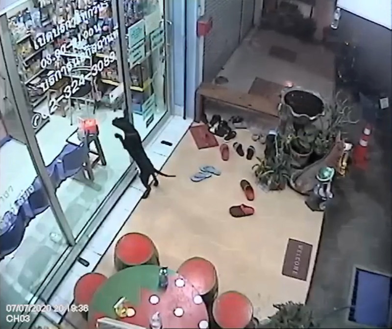 หมาหลงทางเห่าเรียกหมอให้ช่วย