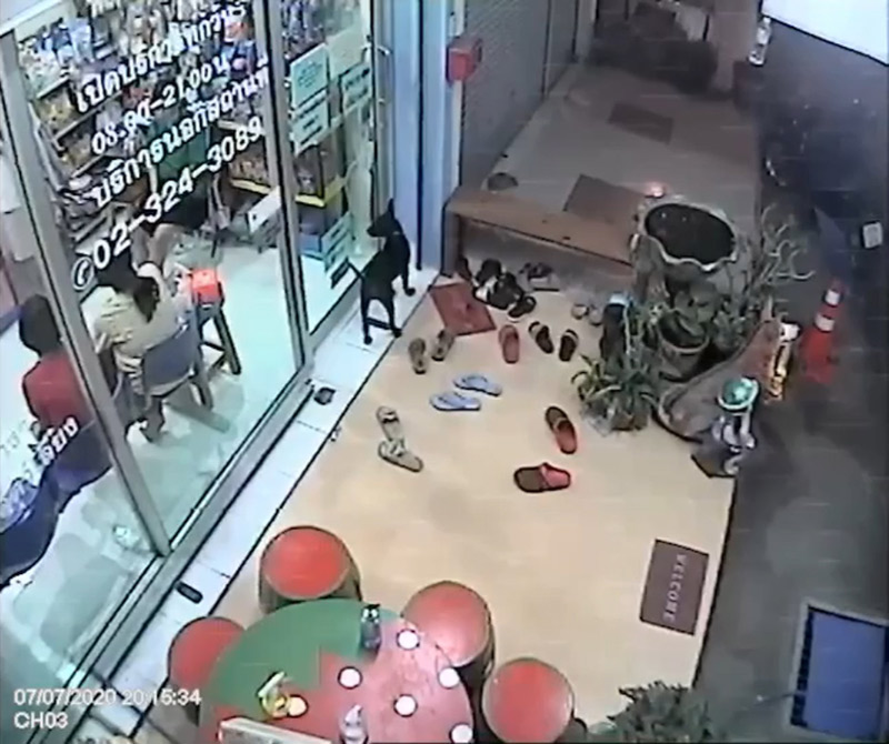 หมาหลงทางเห่าเรียกหมอให้ช่วย