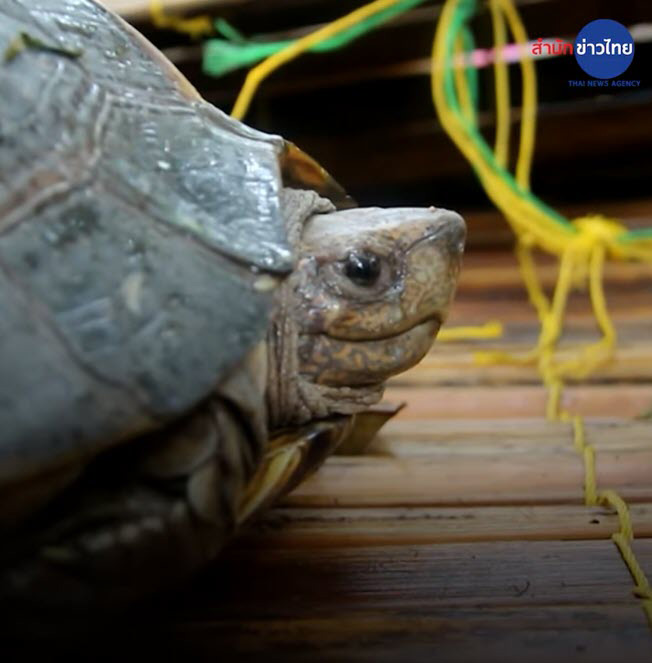 กระดองเต่า ลายคล้ายพระสมเด็จวัดระฆัง