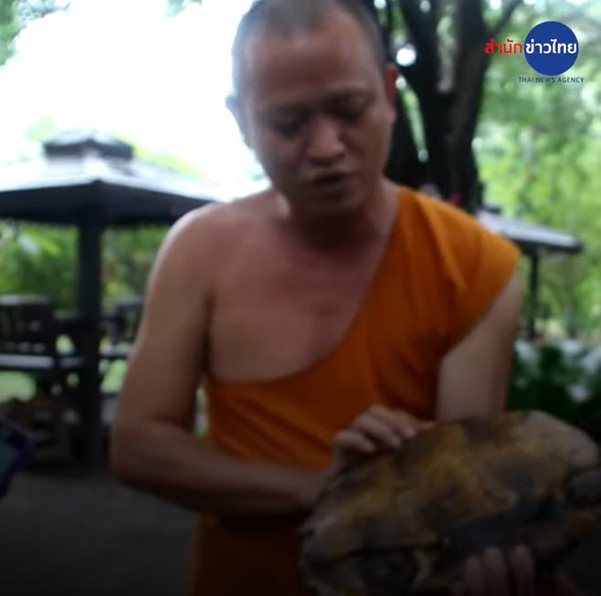 กระดองเต่า ลายคล้ายพระสมเด็จวัดระฆัง