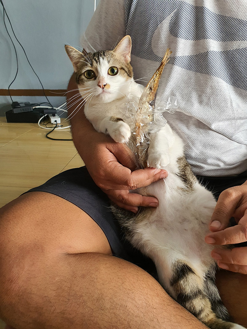 แมวชี้เป้าที่ซ่อนเงิน