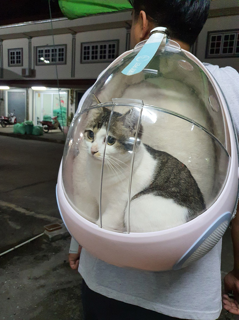 แมวชี้เป้าที่ซ่อนเงิน