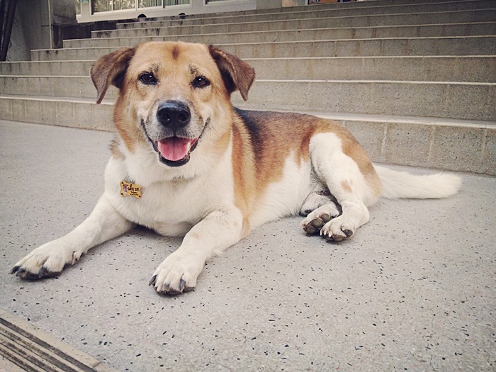 พี่เตี้ย