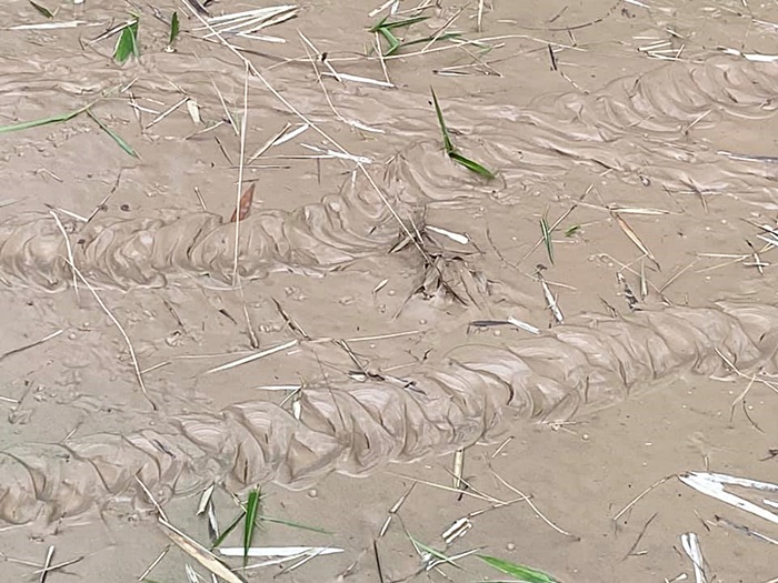 รอยปริศนาเลื้อยใกล้ศาลพญานาค