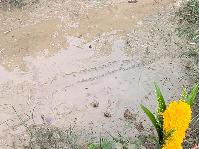 รอยปริศนาเลื้อยใกล้ศาลพญานาค