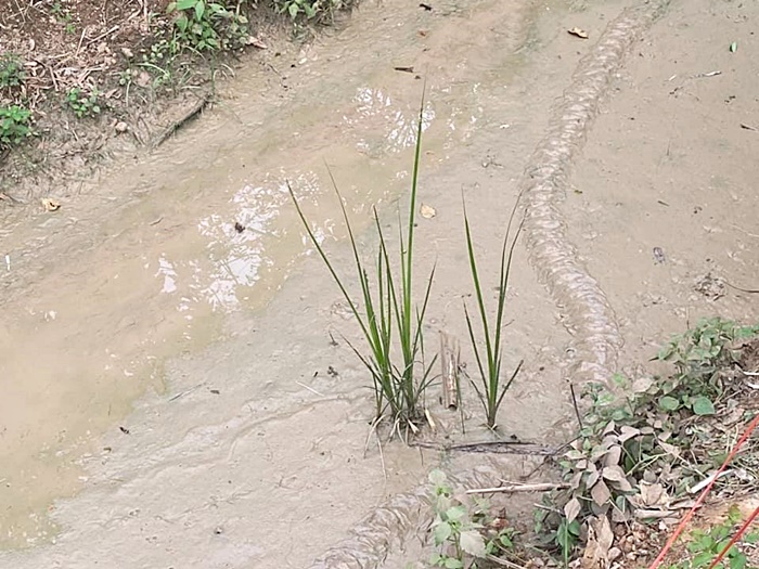 รอยปริศนาเลื้อยใกล้ศาลพญานาค