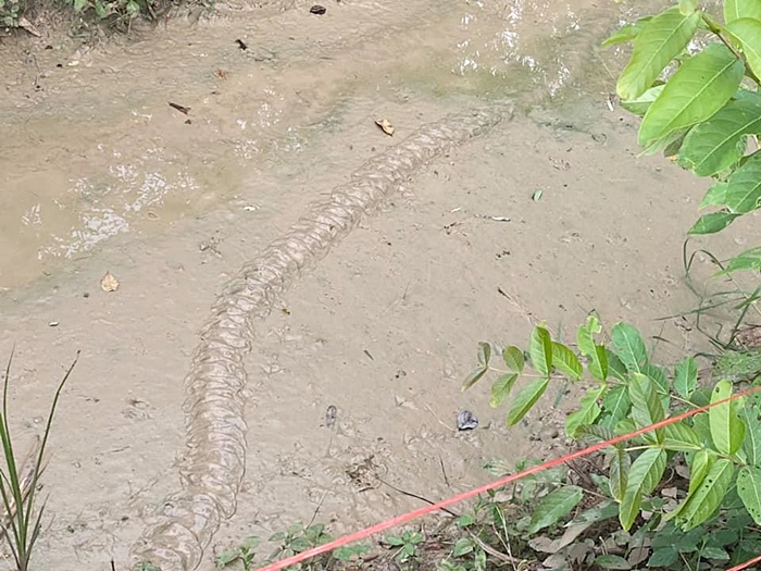 รอยปริศนาเลื้อยใกล้ศาลพญานาค