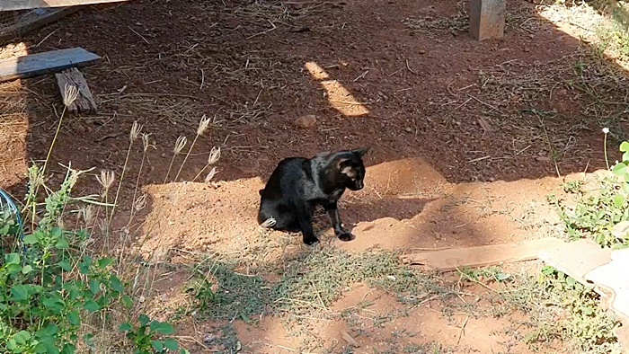 ไข้หวัดแมว