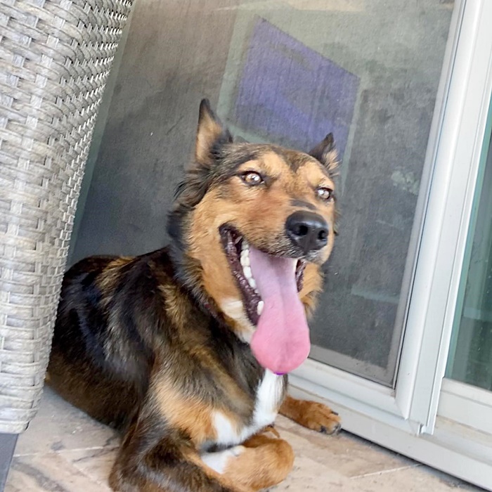 ตูบเศร้าเสียลูกน้อยทั้งครอก