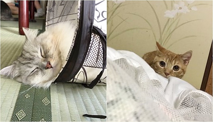 โรงแรมสำหรับทาสแมว  