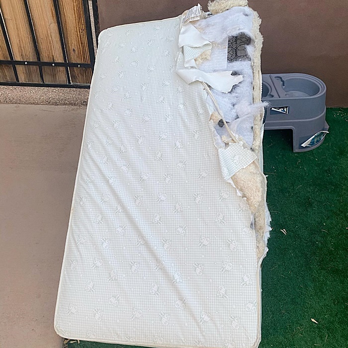 ตูบเศร้าเสียลูกน้อยทั้งครอก