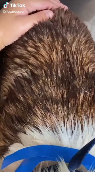 เห็บนับร้อย