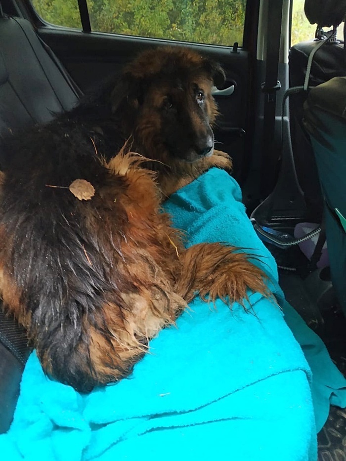 ตูบถูกฉีดยาให้ตา