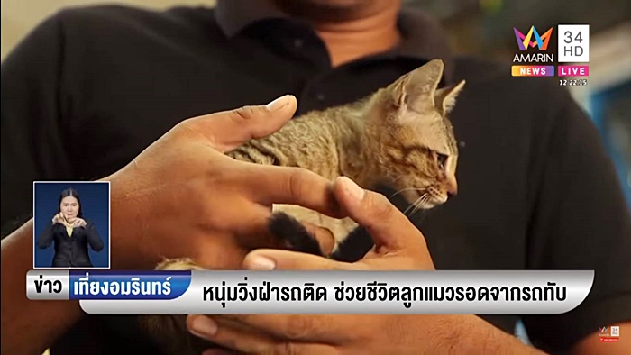 ช่วยแมว