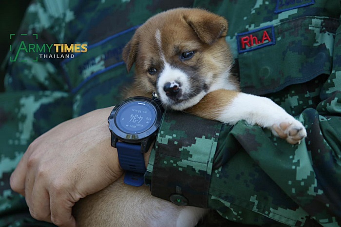 พี่ทหารชายแดนใต้ กับ เจ้าลูกหมาตัวเล็ก 