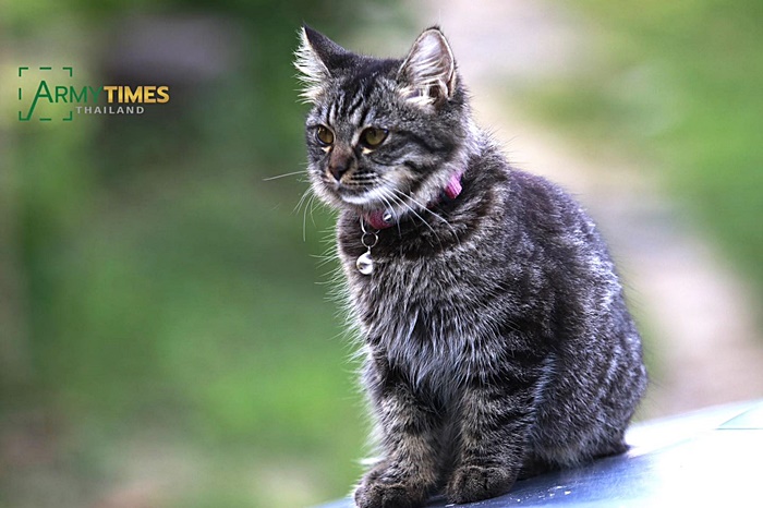 พี่ทหารชายแดนใต้ กับ เจ้าลูกหมาตัวเล็ก 