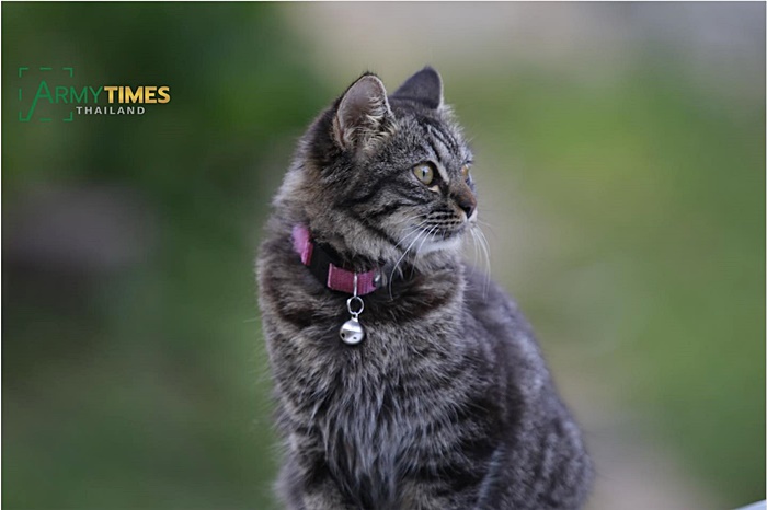 พี่ทหารชายแดนใต้ กับ เจ้าลูกหมาตัวเล็ก 