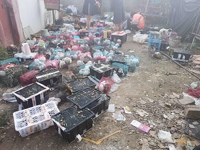   สัตว์เลี้ยง 5,000 ตัว ตายอนาถในกล่องไปรษณีย์