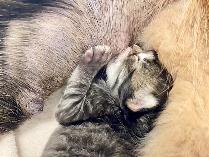 ตูบเศร้าเสียลูกน้อยทั้งครอก