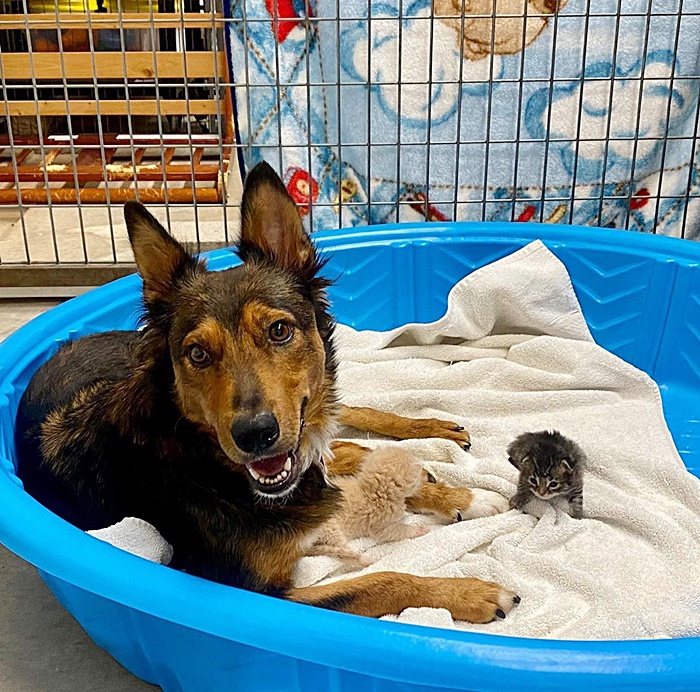 ตูบเศร้าเสียลูกน้อยทั้งครอก