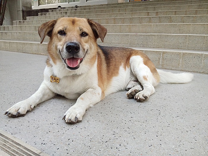 เตี้ย มช.