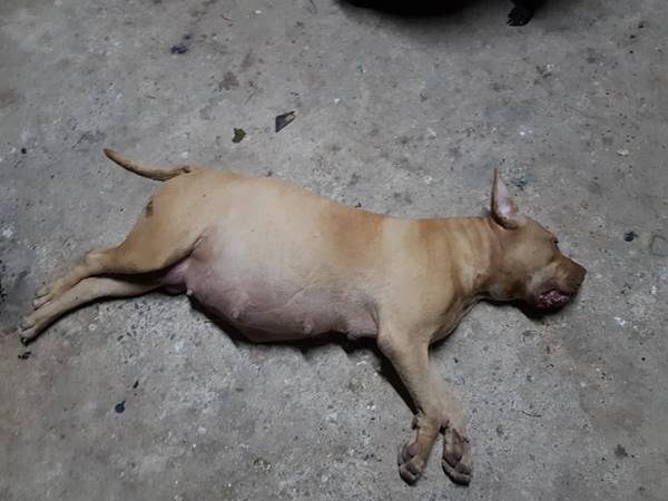 งูกัดหมา