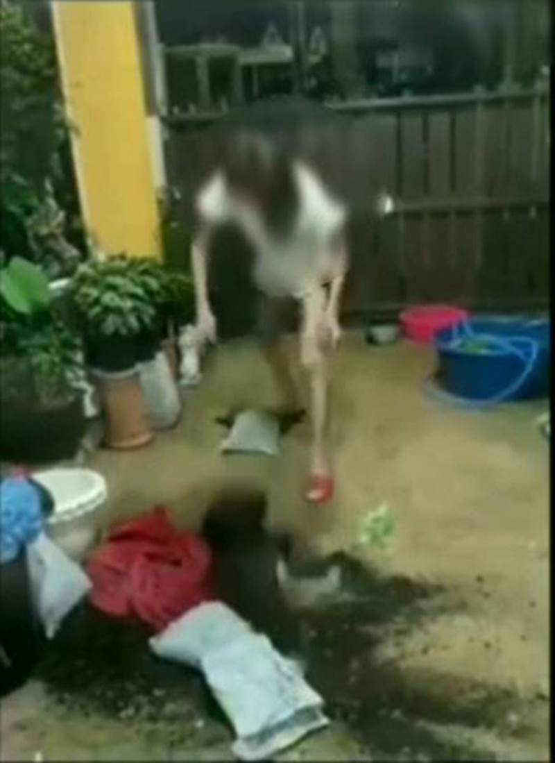 กะเทยตีหมา