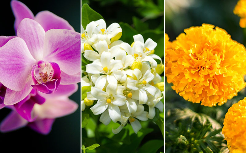 ต้นไม้มงคล