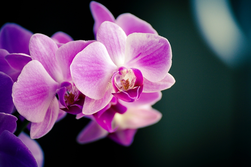 ต้นกล้วยไม้