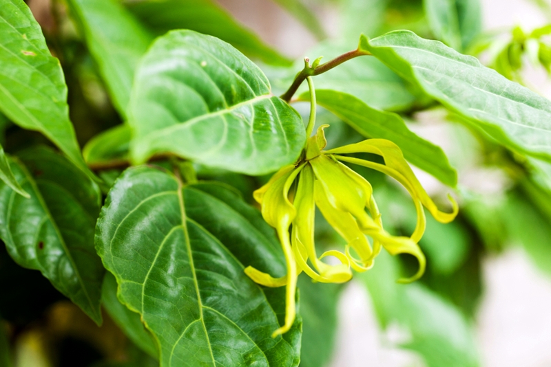 ต้นกระดังงา