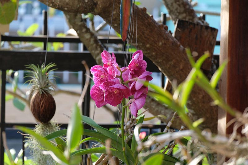 จัดสวนสไตล์อังกฤษ