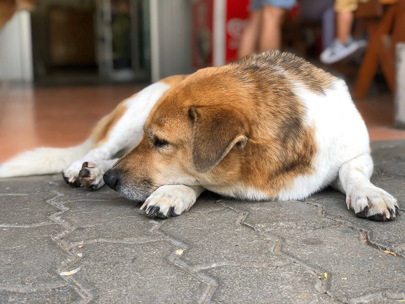 พี่เตี้ย มช.