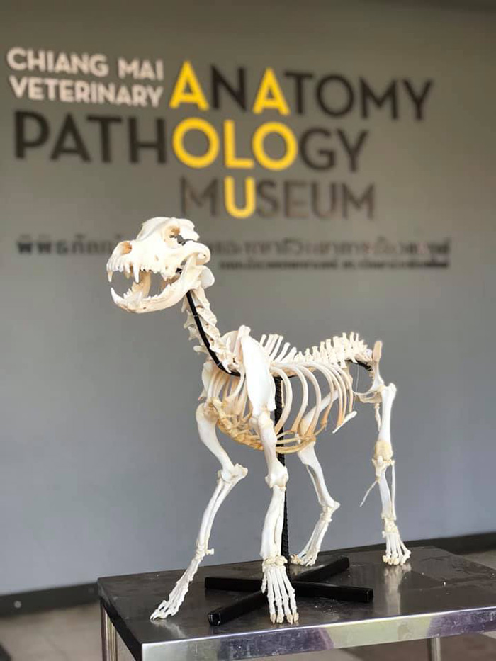 พี่เตี้ย มช.