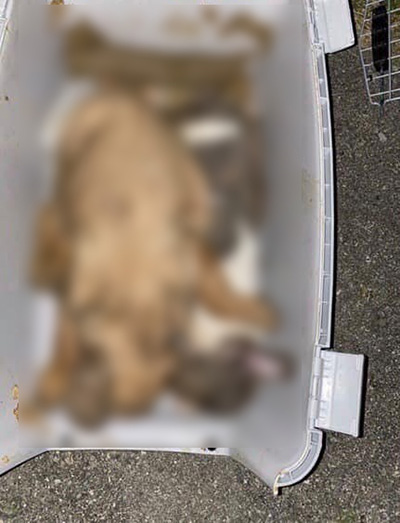 ภาพข่าวสุนัขตาย