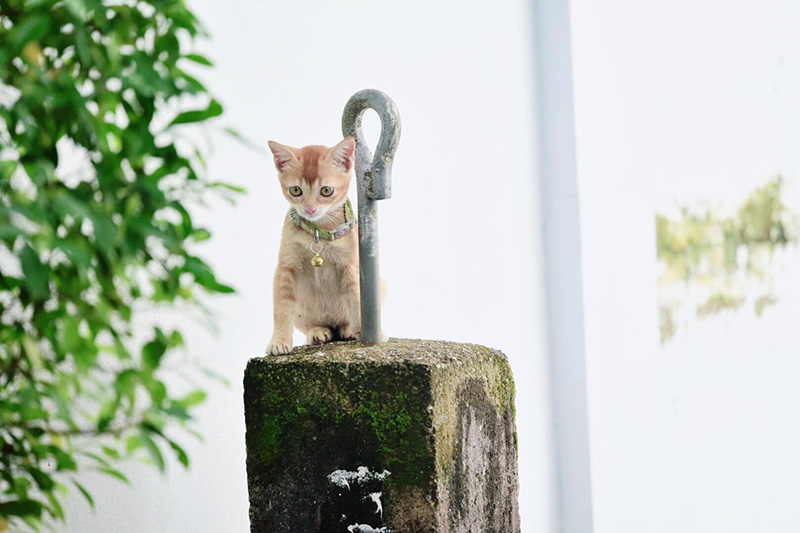 น้องโกมิน