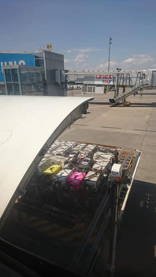 ภาพข่าวสุนัขตาย