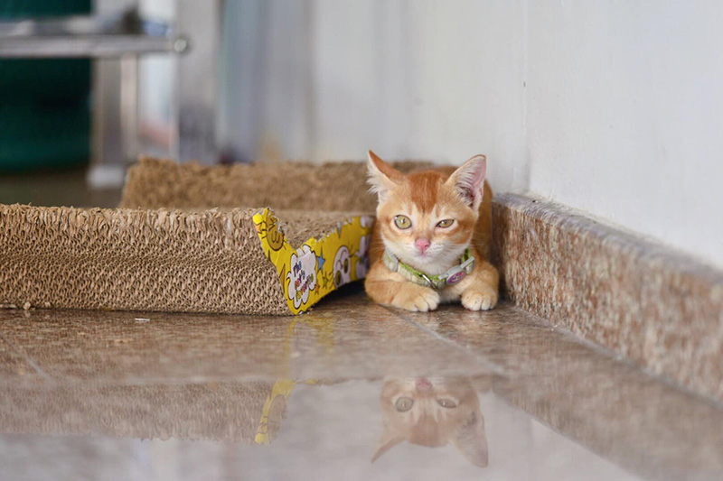 น้องโกมิน