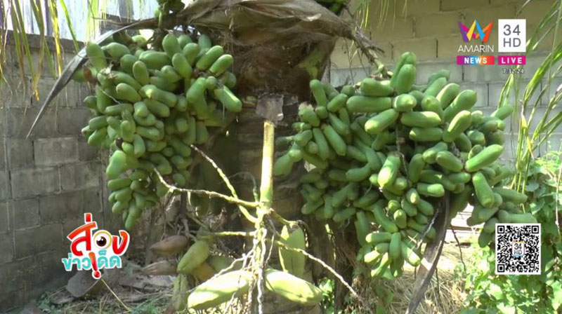 ต้นมะพร้าวออกลูกเหมือนมะละกอ 