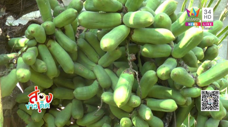 ต้นมะพร้าวออกลูกเหมือนมะละกอ 