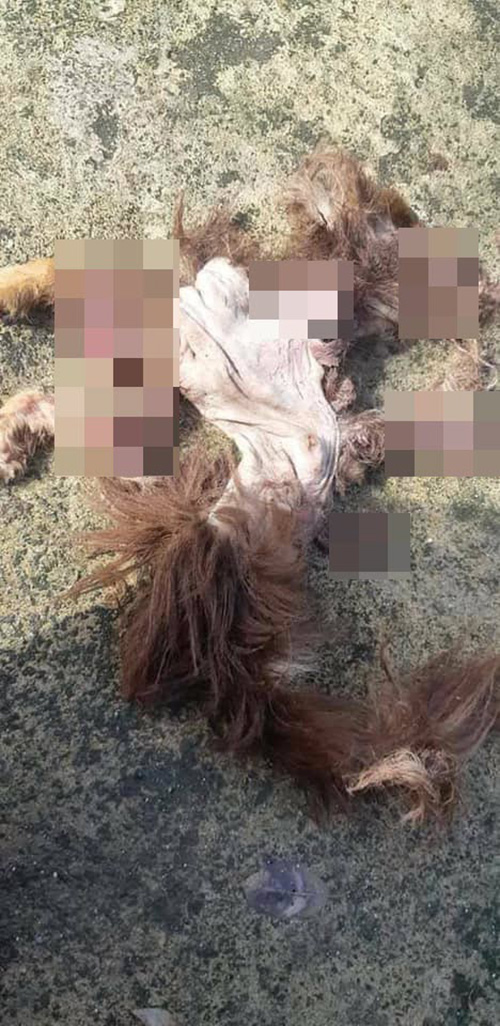 ชิวาว่า