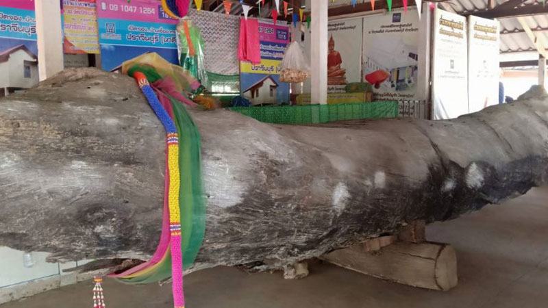 แห่ขอเลขเด็ดเจ้าแม่ตะเคียนทอง