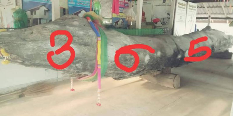 แห่ขอเลขเด็ดเจ้าแม่ตะเคียนทอง