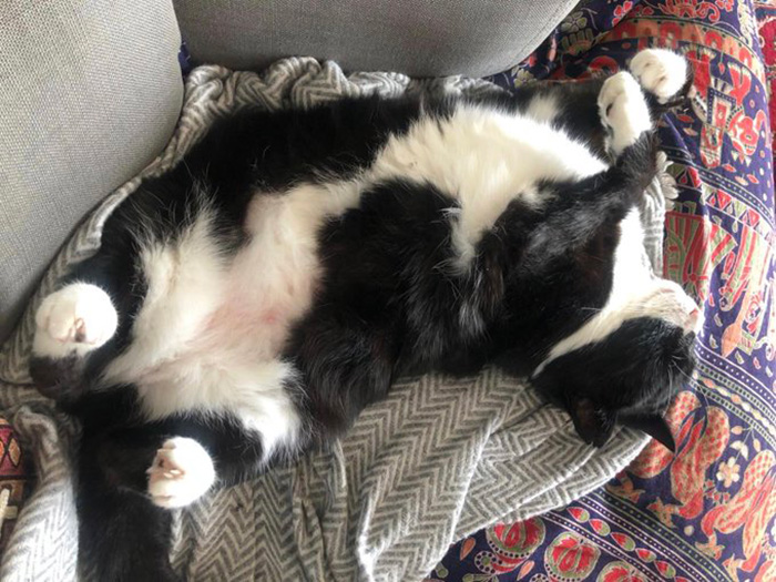 หัวหน้านักจับหนู