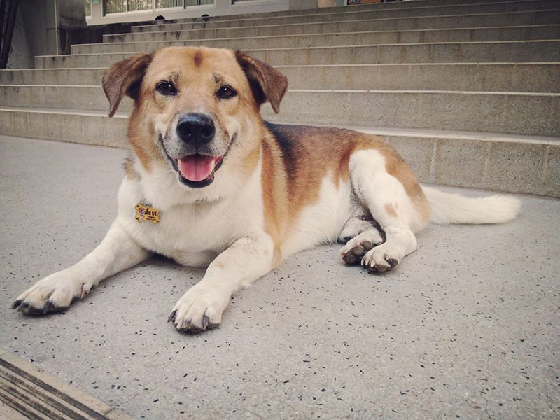 เตี้ย มช.