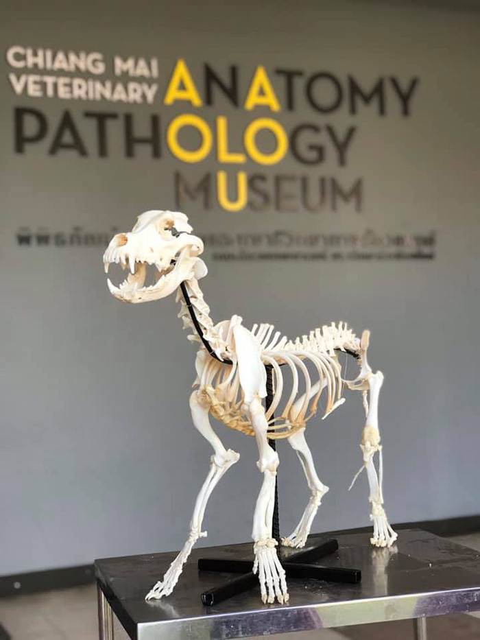 ภาพข่าวเตี้ย มช.