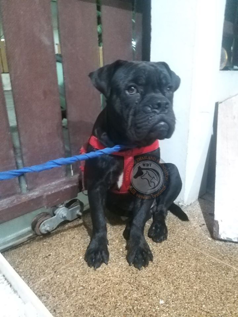 กะเทยตีหมา