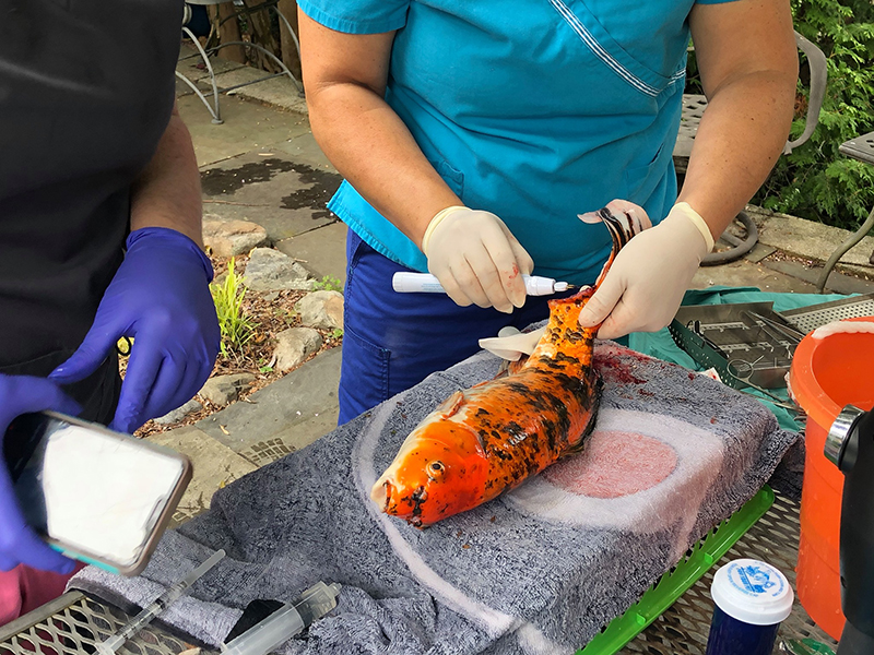 ผ่าตัดปลาคาร์พ