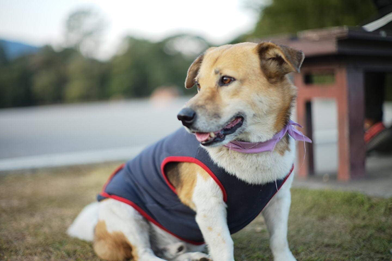 เตี้ย มช.