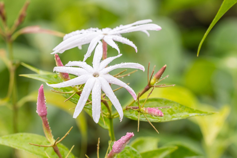 ดอกมะลิ