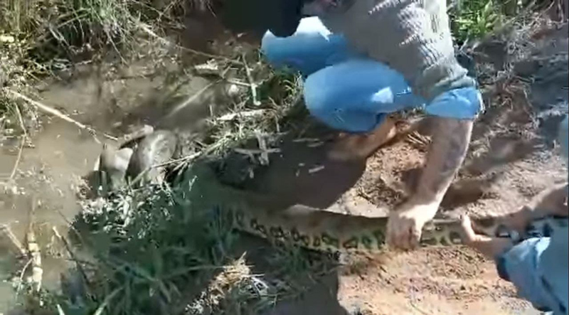 อนาคอนด้ารัดหมา